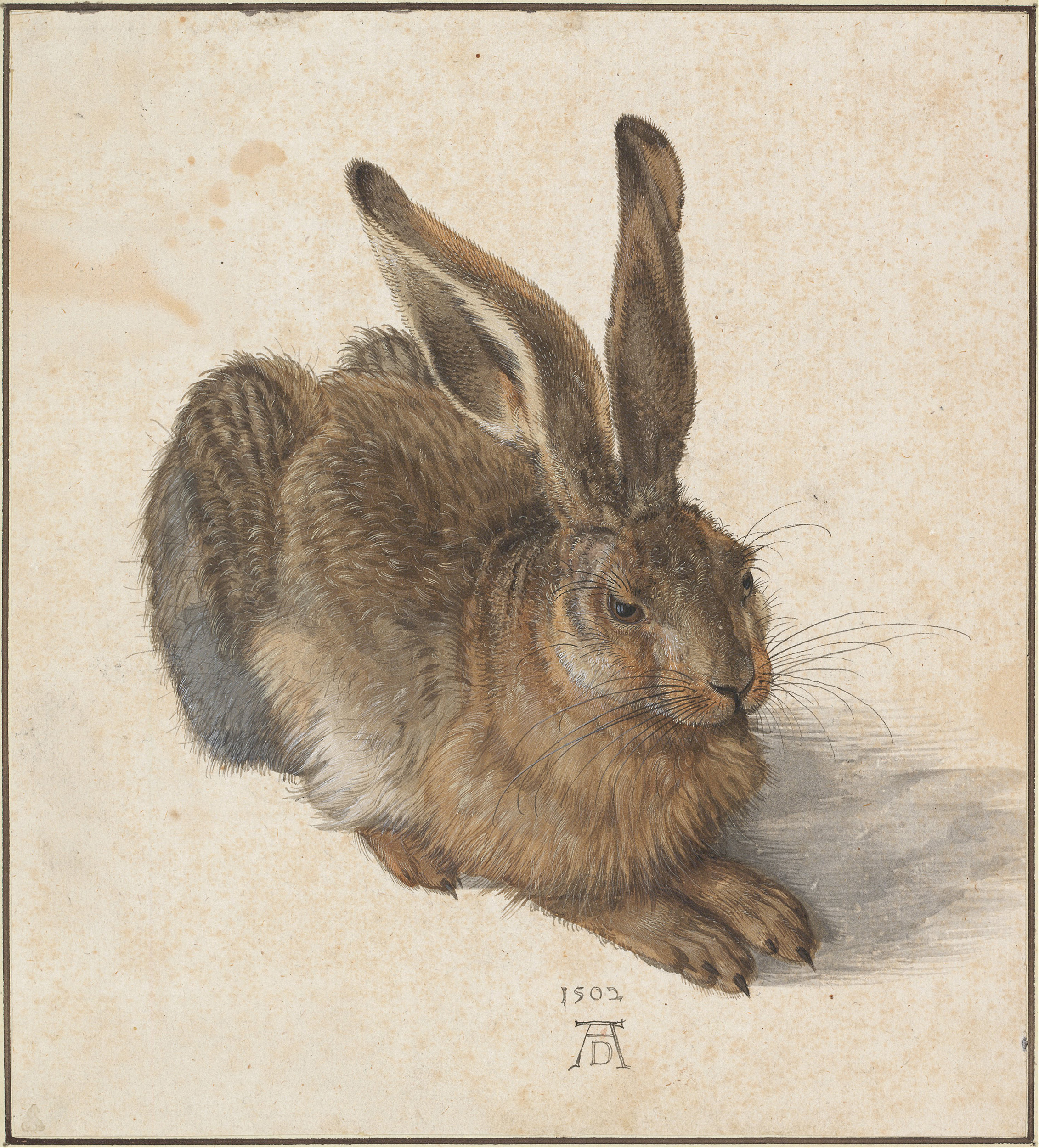 Beautiful painting of a hare by Durer